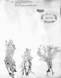 Cladonia amaurocraea image